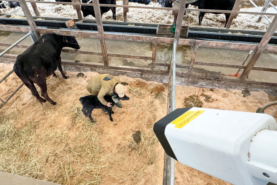 Nikon AI camera system to detect cows are about to give birth